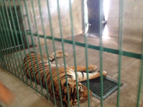 Habitantes del municipio de Misantla denunciaron que frente al rancho La Patrona habían abandonado jaulas con tigres.