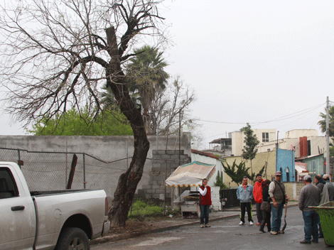El árbol está ubicado en la calle Naranjo, entre Allende y Matamoros.