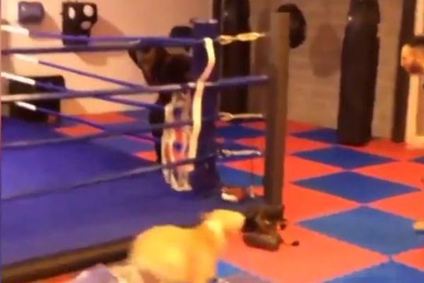 Mario Balotelli huye de un perro 