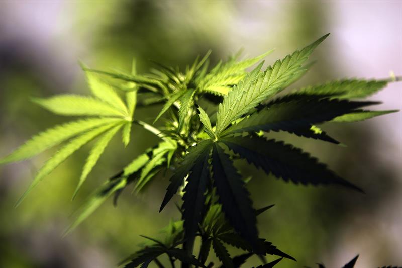 La legalización del cultivo local de la mariguana podría solucionar los actuales problemas de acceso al cannabis
