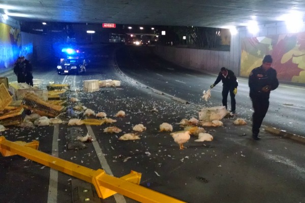 El tráiler transportaba tres toneladas de pollos vivos.