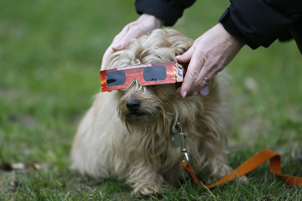 Colocan gafas solares a un perro en la preparación para ver el eclipse en Regent Park en Londres.