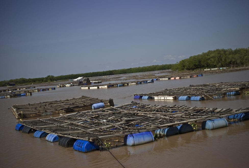 Marismas nacionales de Nayarit, emporio agropecuario y pesquero amenazado por la hidroeléctrica.