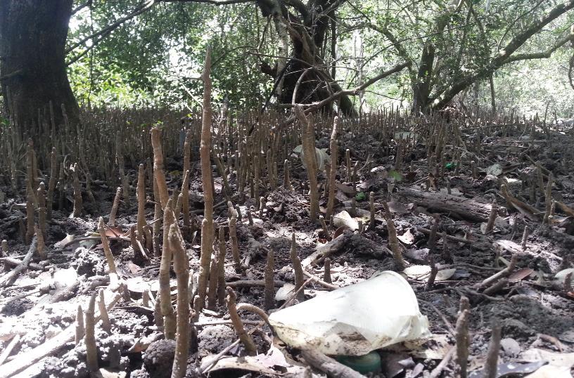 Son 300 ejemplares de árboles que serán reutilizados.