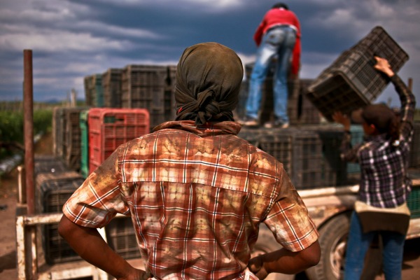 Los jornaleros del Valle de San Quintín iniciaron un paro laboral el 17 de marzo. Piden un salario mínimo de 300 pesos.