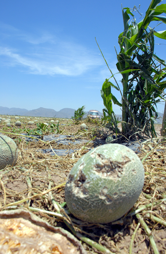 Se forman hongos sobre todo en el melón, sandía y algodón.