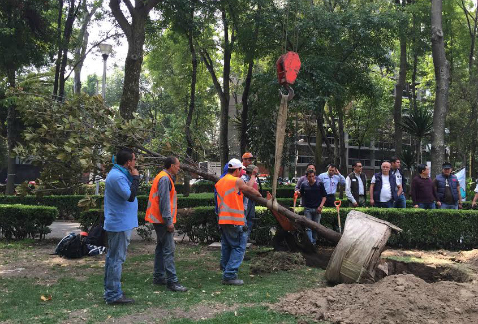 Árboles de la especie magnolia son sembrados en la calle Minerva, al iniciar la reforestación por parte del gobierno capitalino en el área afectada po