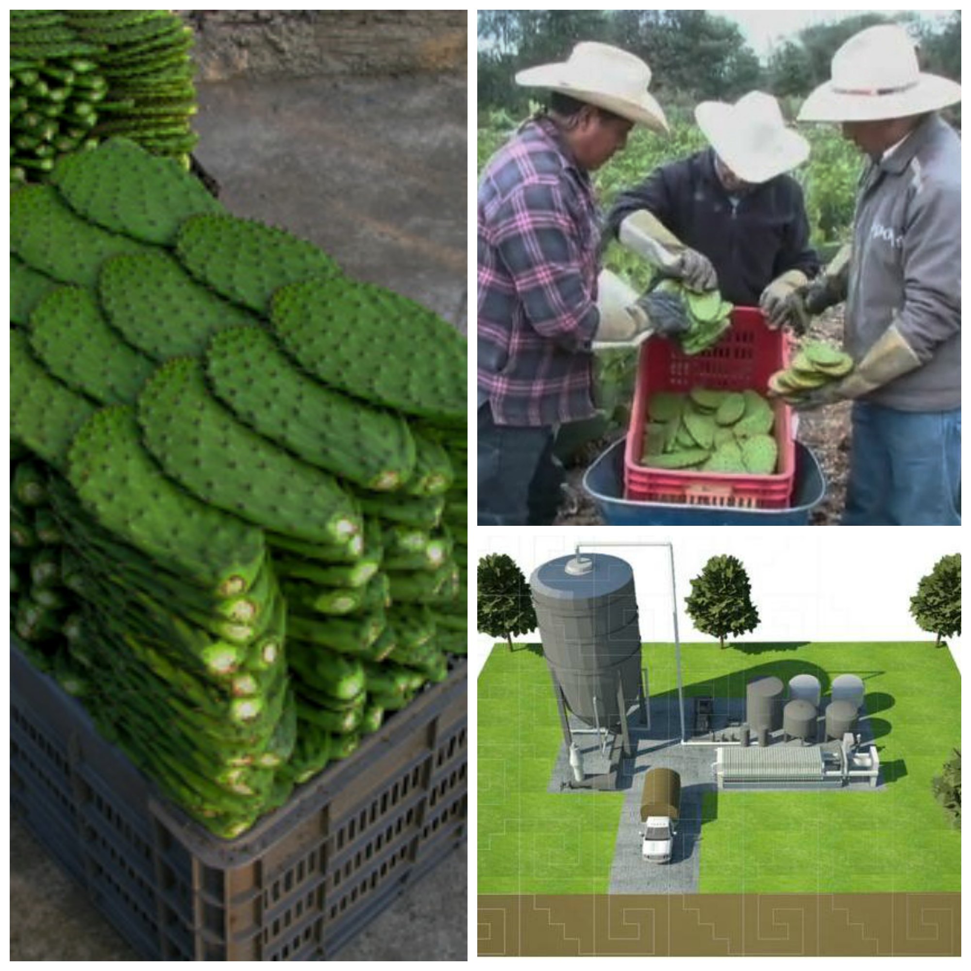 La planta de tratamiento podrá procesar hasta cinco toneladas de residuos al día.