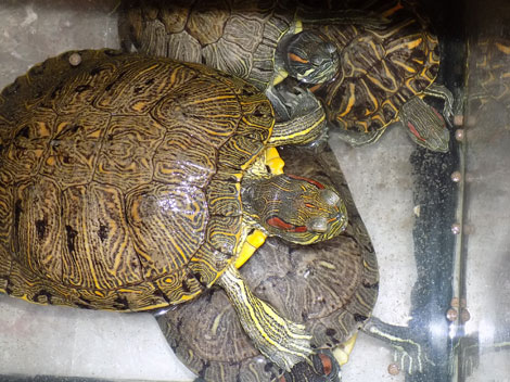 En un establecimiento dedicado a la venta de mascotas y peces en Monterrey, se encontraron siete ejemplares de tortuga orejas rojas de la especie Trac