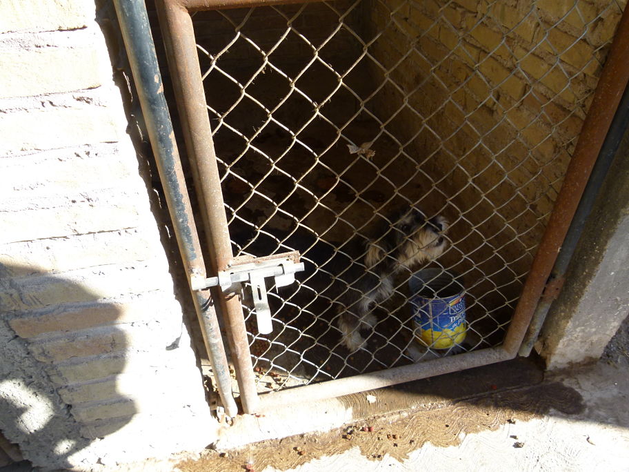 "Existe un proyecto de rehabilitar el Centro de Control Canino, se busca crear un albergue para mascotas".