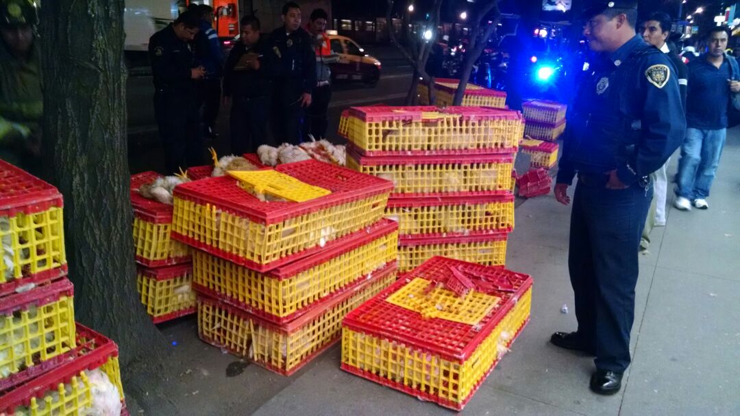 Las cajas con gallinas que eran transportadas en un camión se zafaron de la unidad por un movimiento brusco del chofer.