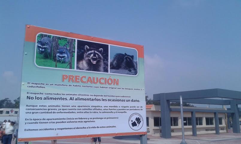 El hábitat natural de los mapaches según Proani es el bosque.