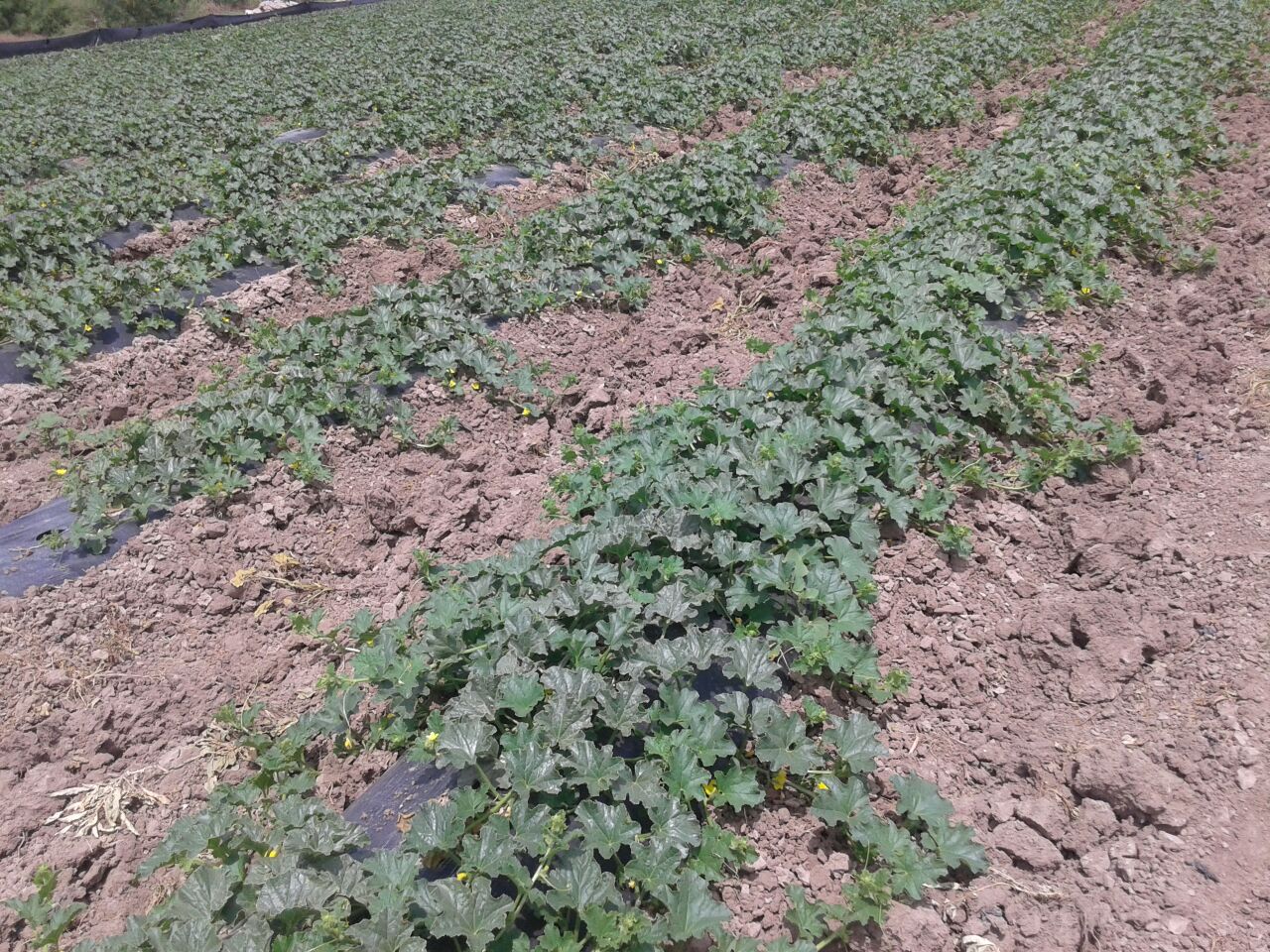 Los agricultores de Francisco I. Madero se sienten bendecidos por las lluvias de los últimos días, aseguró Jesús Ayala Balderas, presidente de la Plan