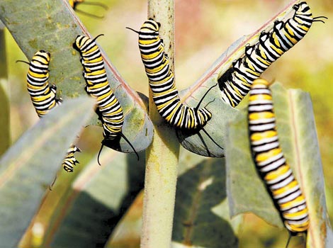 Especialistas del Instituto de Biología de la UNAM confirmaron que los ejemplares son crías de "Danaus plexippus".