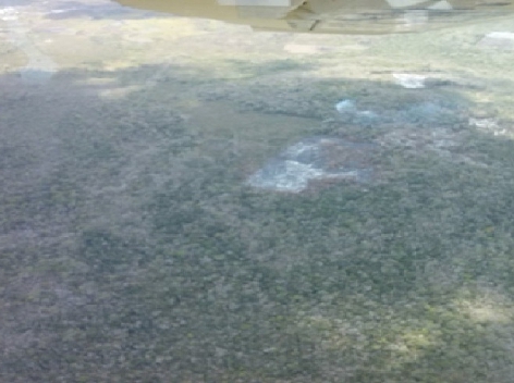 Los incendios se registraron en los ejidos de Miguel Alemán, La Victoria y Zoh Laguna, dejando 33 hectáreas siniestras del tipo de vegetación renuevo.