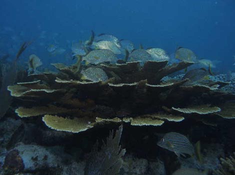 La presencia masiva de materia orgánica pone en riesgo la conservación de este paisaje submarino.