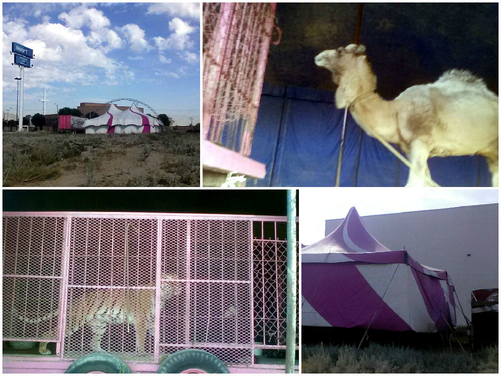 Instalación del "Italian Circus", en Torreón.
