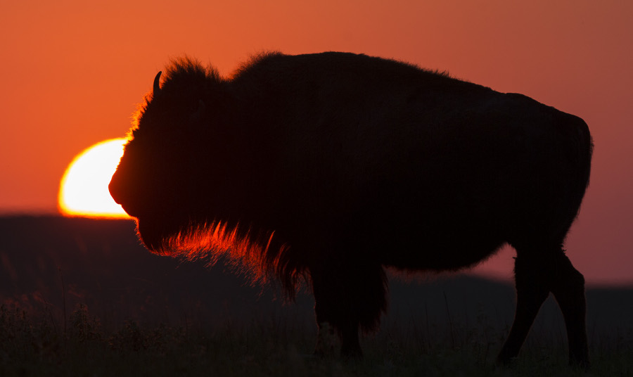 Un bisonte americano pasta durante el atardecer en la Reserva Nacional de Tallgrass Prairie, cerca de Strong City, Kansas. 