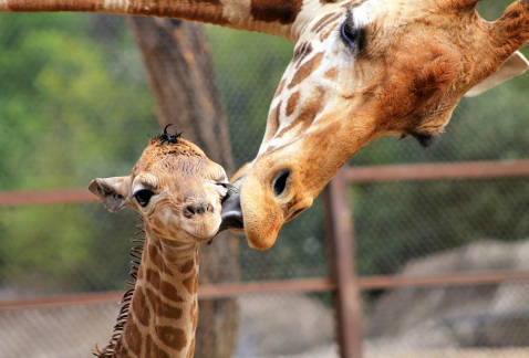 Jiya, que significa pedazo de corazón, es el nombre que llevará la jirafa recién nacida en el Zoológico de Chapultepec, tras una votación por internet