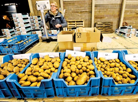 Mark van Rijsselberghe logra cosechar alrededor de 30 toneladas de solanáceas por hectárea. 