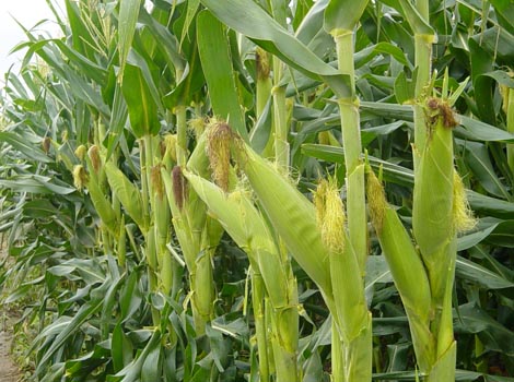 De seguir con la suspensión, las investigaciones en biotecnología agrícola realizadas hoy por instituciones educativas, organizaciones civiles o empre