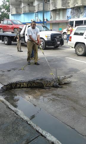 Bomberos acudieron para retirar al reptil.