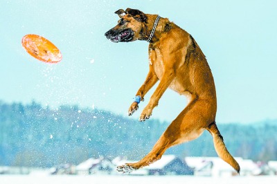 Invento de perros: la humanidad