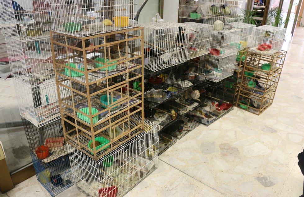 Los sorprendieron con 100 aves