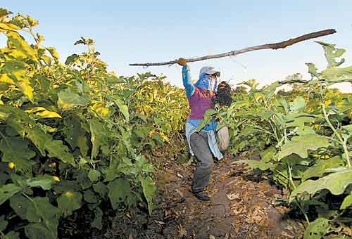 Los tutores trabajan todo el día.
