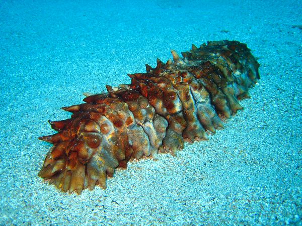 El mercado asiático de pepino de mar se estima en más de 60 millones de dólares al año. La especie deshidratada alcanza 95 por ciento de las ventas en