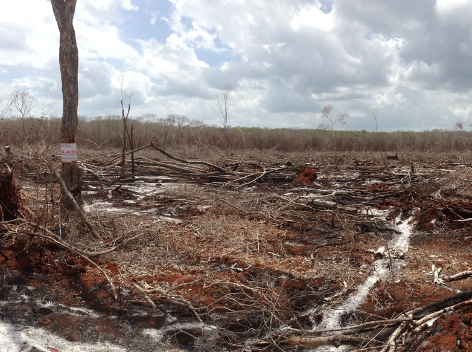 El incendio afectó una superficie de mil 56 hectáreas de selva mediana o bosque tropical subcaducifolio, en los ejidos de  Ukum, Xmabén y Dzitbalchén,