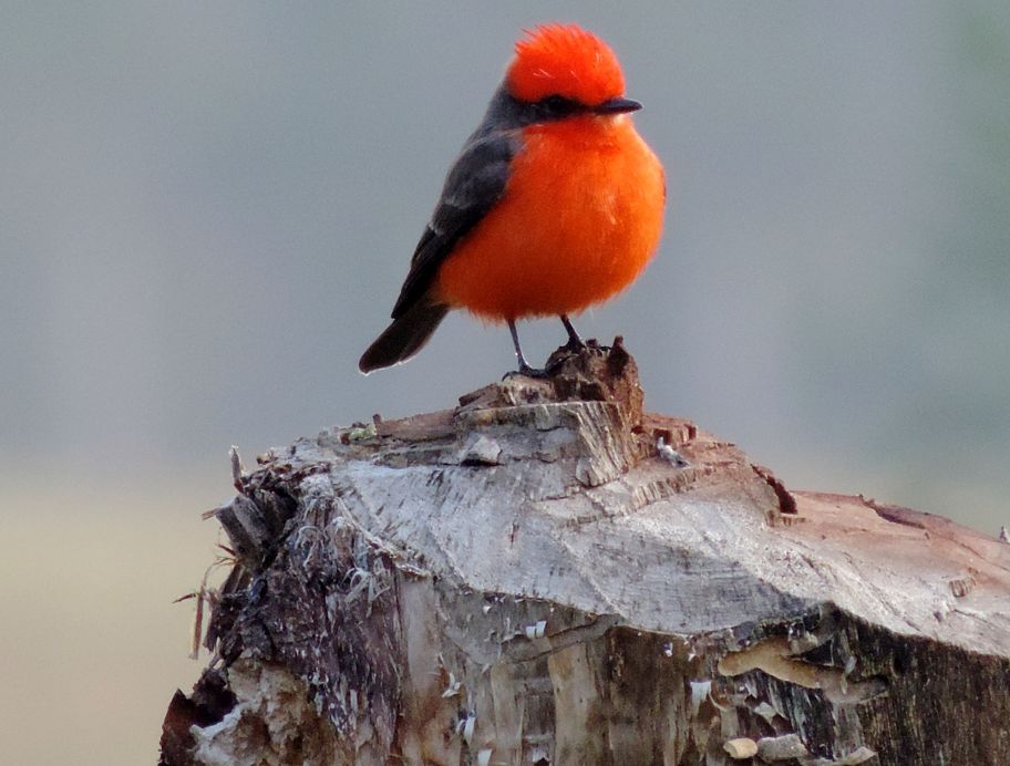 La extracción de especies, principalmente de aves canoras, afecta la fauna.