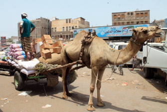 Un yemení permanece de pie en un carro arrastrado por un camello, en el que transporta comida en Adén, escenario de duros combates 