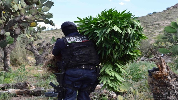 Elementos de la Policía Estatal Preventiva aseguraron un plantío de mariguana en General Pánfilo Natera, Zacatecas.