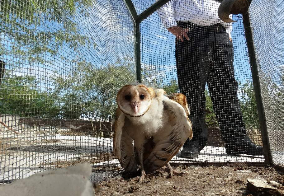 "Son aves nativas de esta región y son carnívoras"