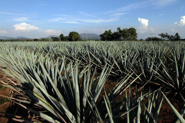 Brasil es el país número 47 que reconoce la Denominación de Origen Tequila. 