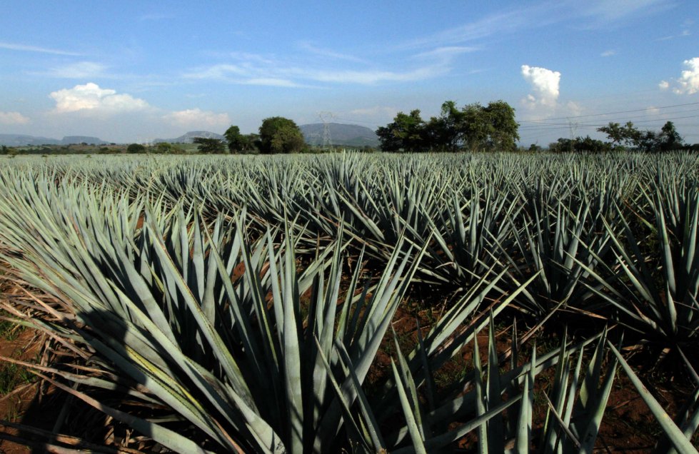 Brasil es el país número 47 que reconoce la Denominación de Origen Tequila