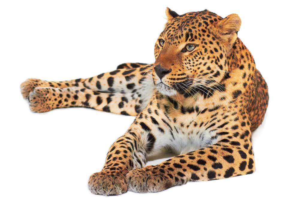 Especie en peligro de extinción 