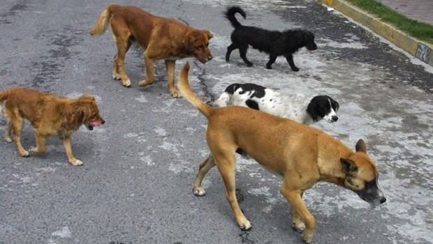 Manuel Sierra Antuna, presentó heridas en diferentes partes del cuerpo ocasionadas por ataque de caninos.