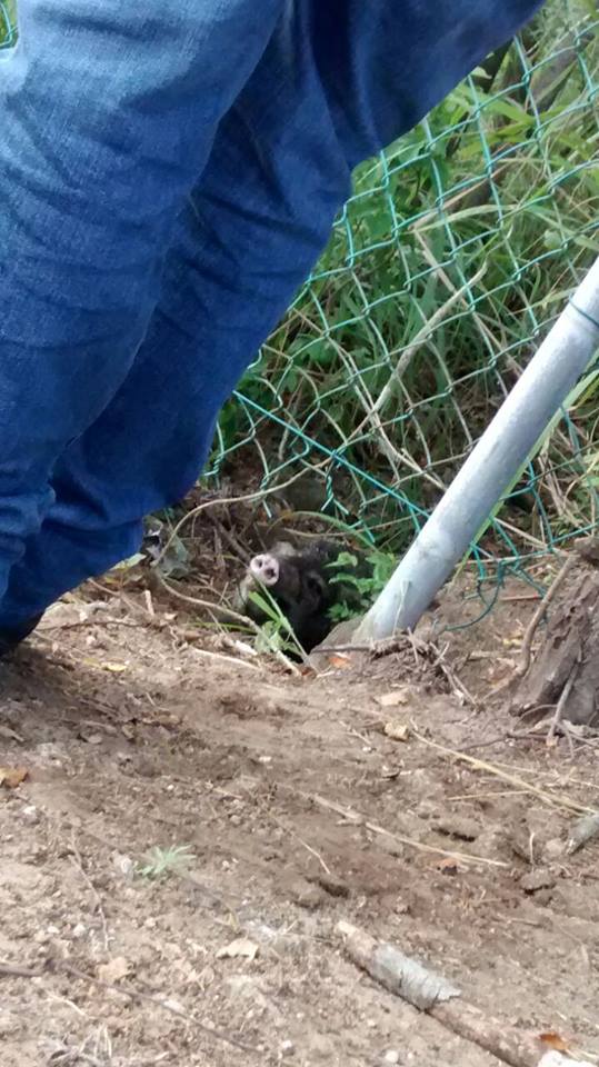 Jabalí atorado en una malla de la Universidad Tecnológica de Altamira.