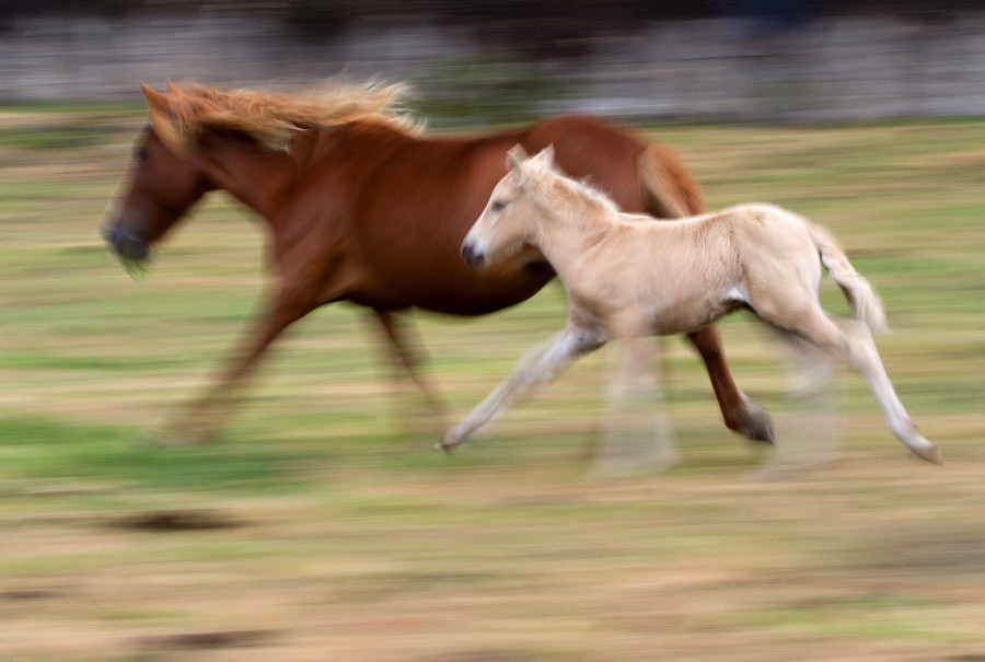 Dos caballos salvajes corren durante el evento "Rapa das Bestas" en Mougas.