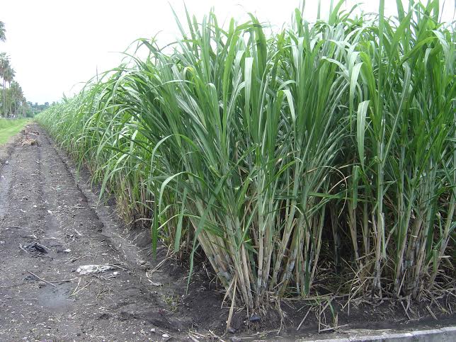 El producto agrícola podría perderse por falta de desarrollo.