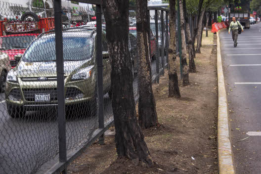 Los árboles serán restituidos por jacarandas de más de seis metros de altura. 