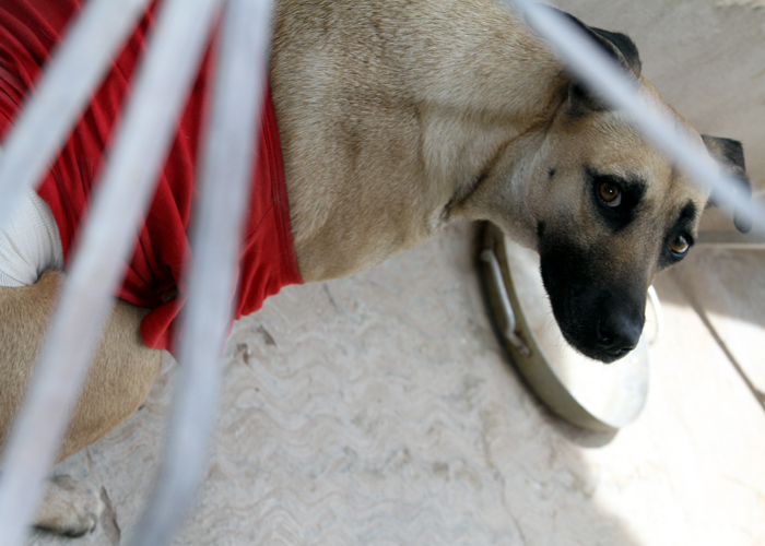 En 7 días hubo 25 denuncias por maltrato animal en Torreón. 