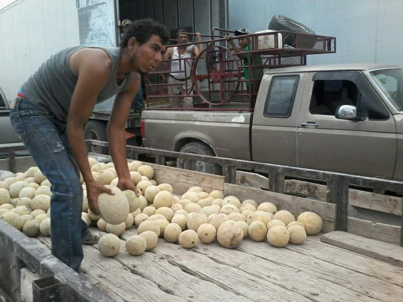 Un grupo de productores de melón mandaron la fruta a otras plazas sin intervención de terceras personas.