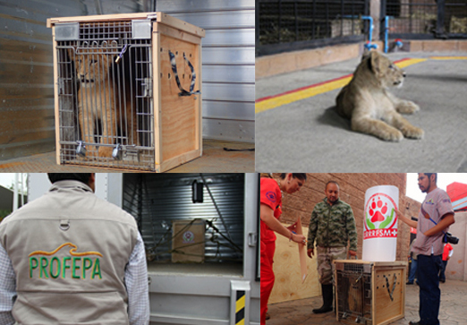 El león estaba en manos de un particular, el cual nunca acreditó su procedencia. 