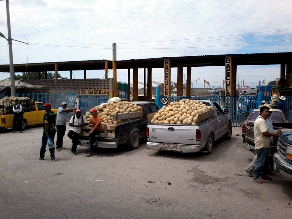 En localidades de Matamoros, Coahuila aún están en proceso 400 hectáreas de melón.