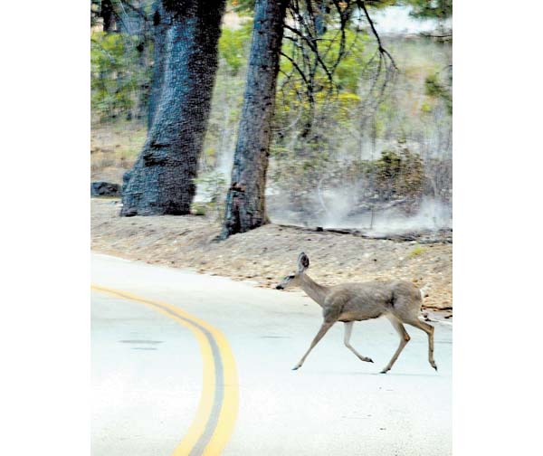 Atenderán la demanda con criaderos.