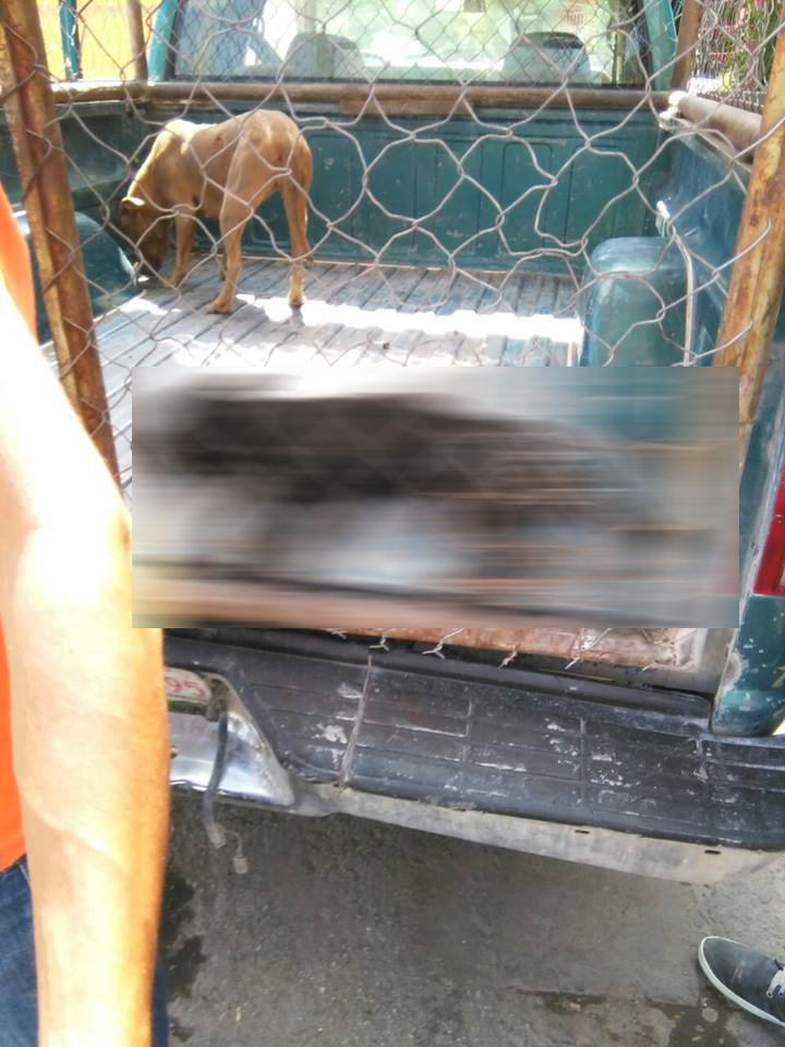 Escondieron los tubos y descolgaron al perro, pero el canino ya no se movía.