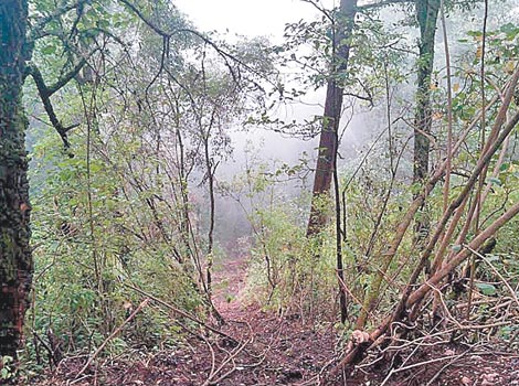 La subregión contiene elementos importantes de la biodiversidad.